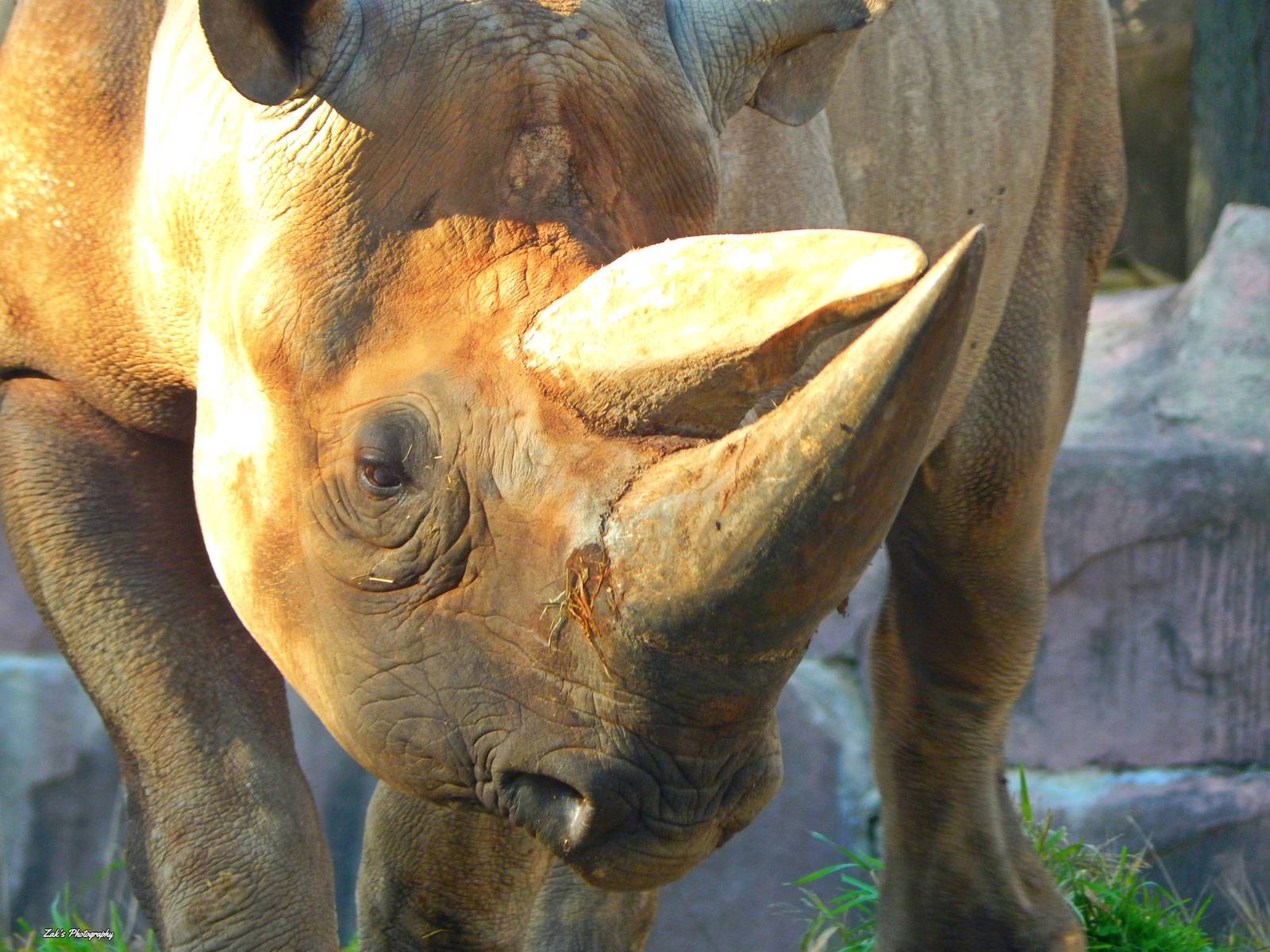 Oct. 2014 - Africa-Asia-South America - Eastern Black Rhinoceros