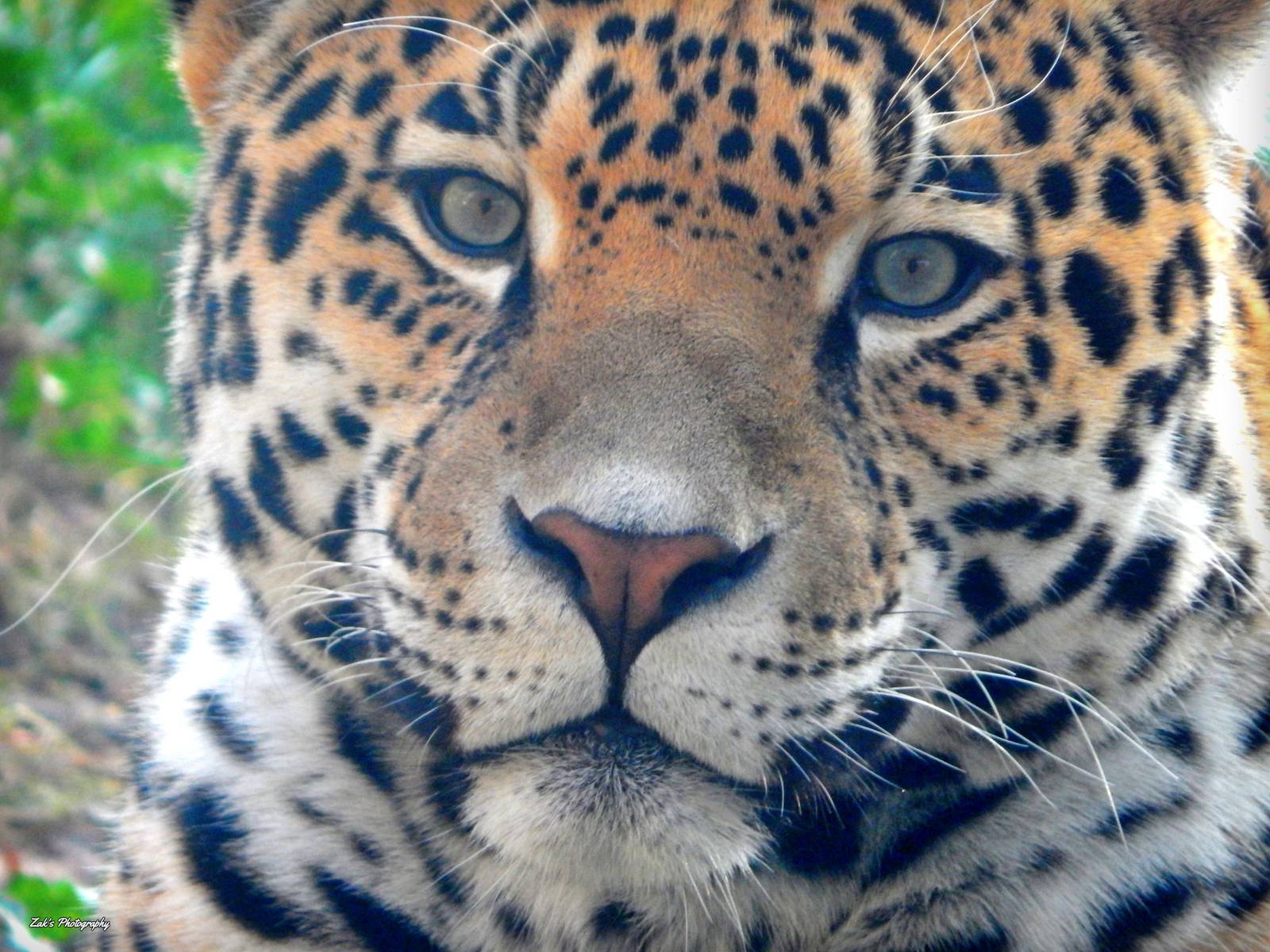 Oct. 2014 - Africa-Asia-South America - Jaguar