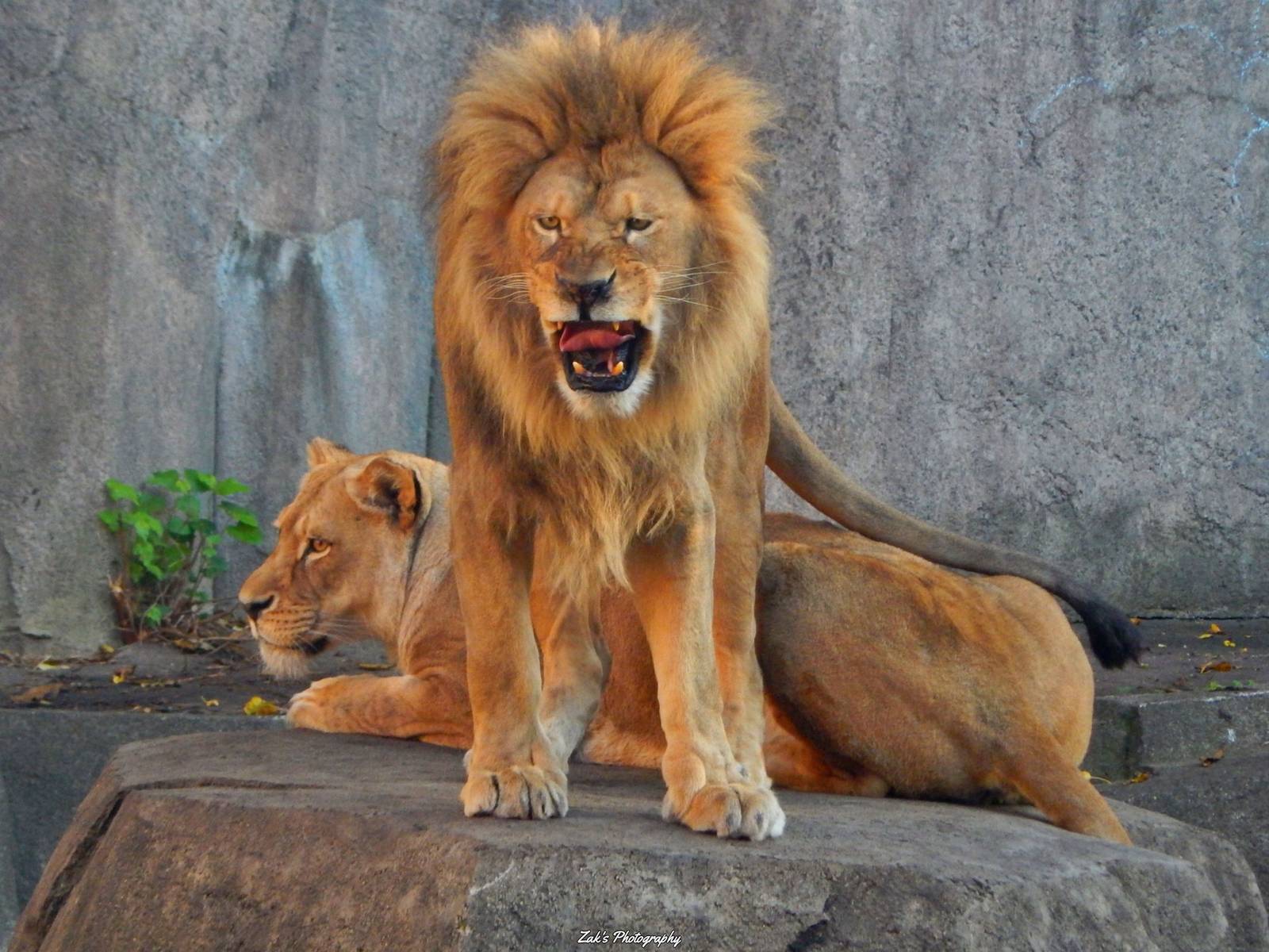 Oct. 2014 - Africa-Asia-South America - King of Queen of Milwaukee