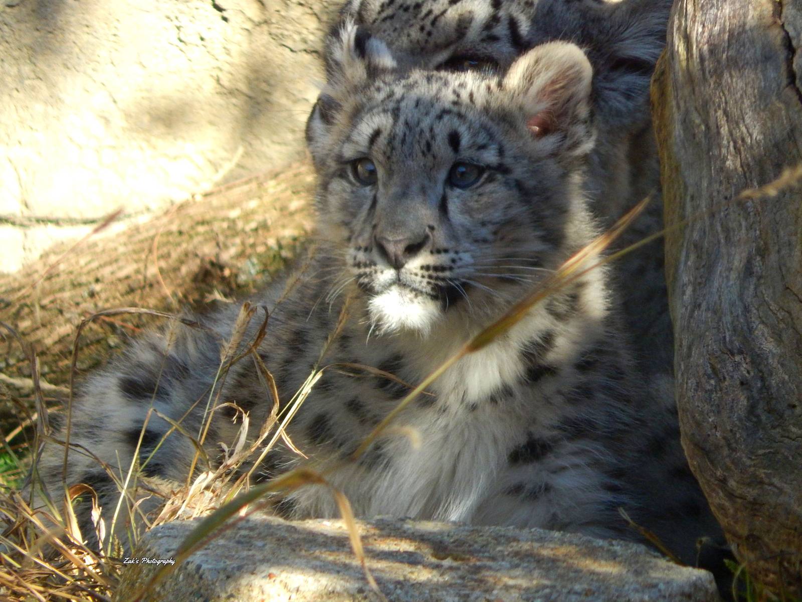 Oct. 2014 - Africa-Asia-South America - Snow Leopard Cub
