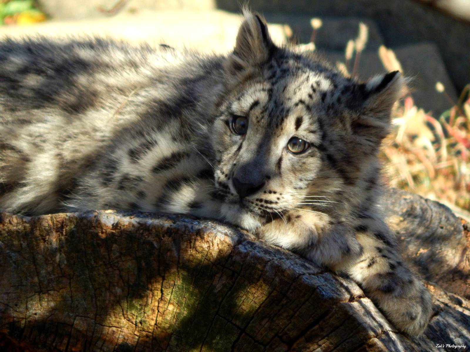 Oct. 2014 - Africa-Asia-South America - Snow Leopard Cub
