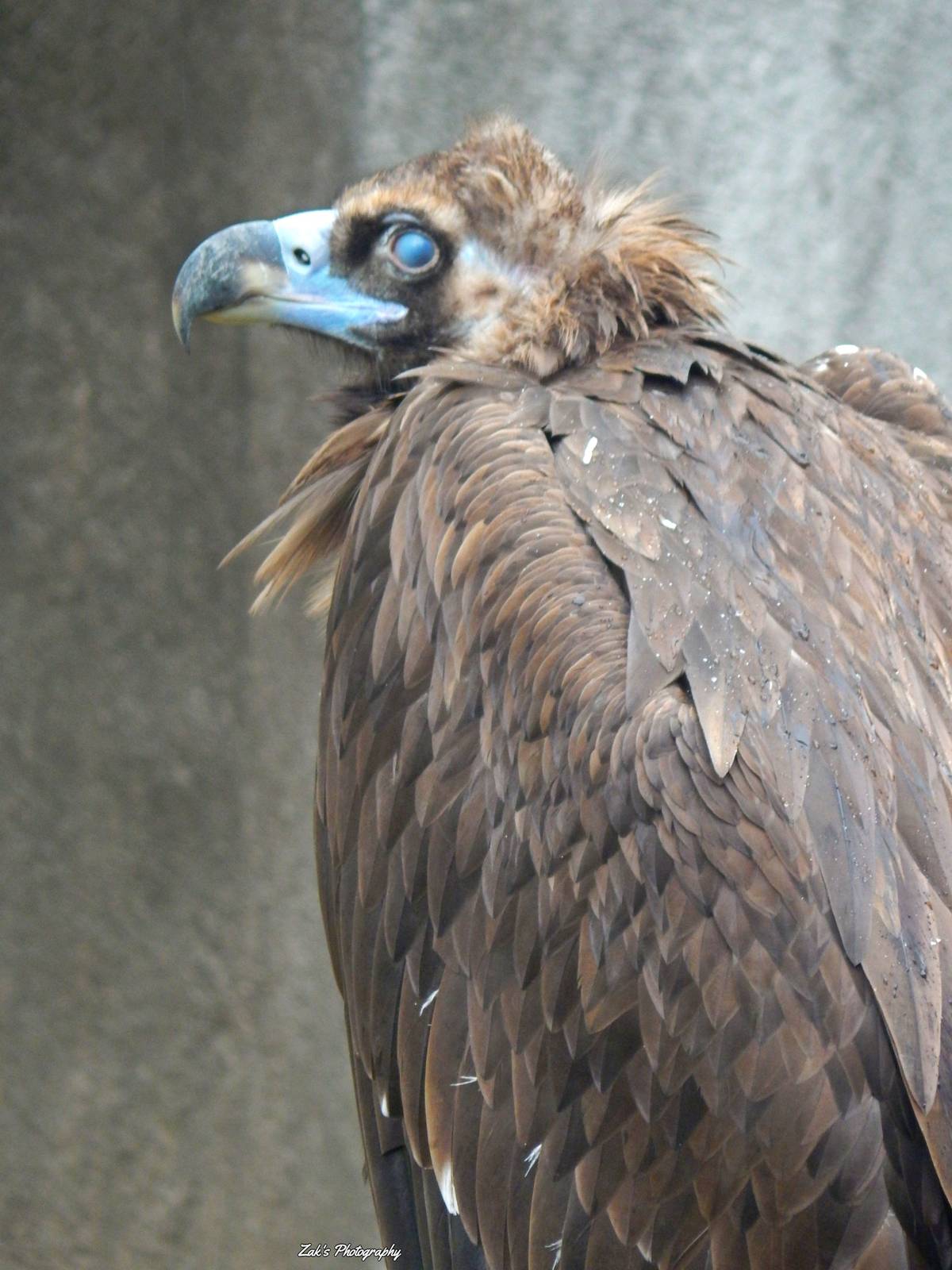 Oct. 2014 - Africa-Asia-South American - African Savanna - Cinerous Vulture