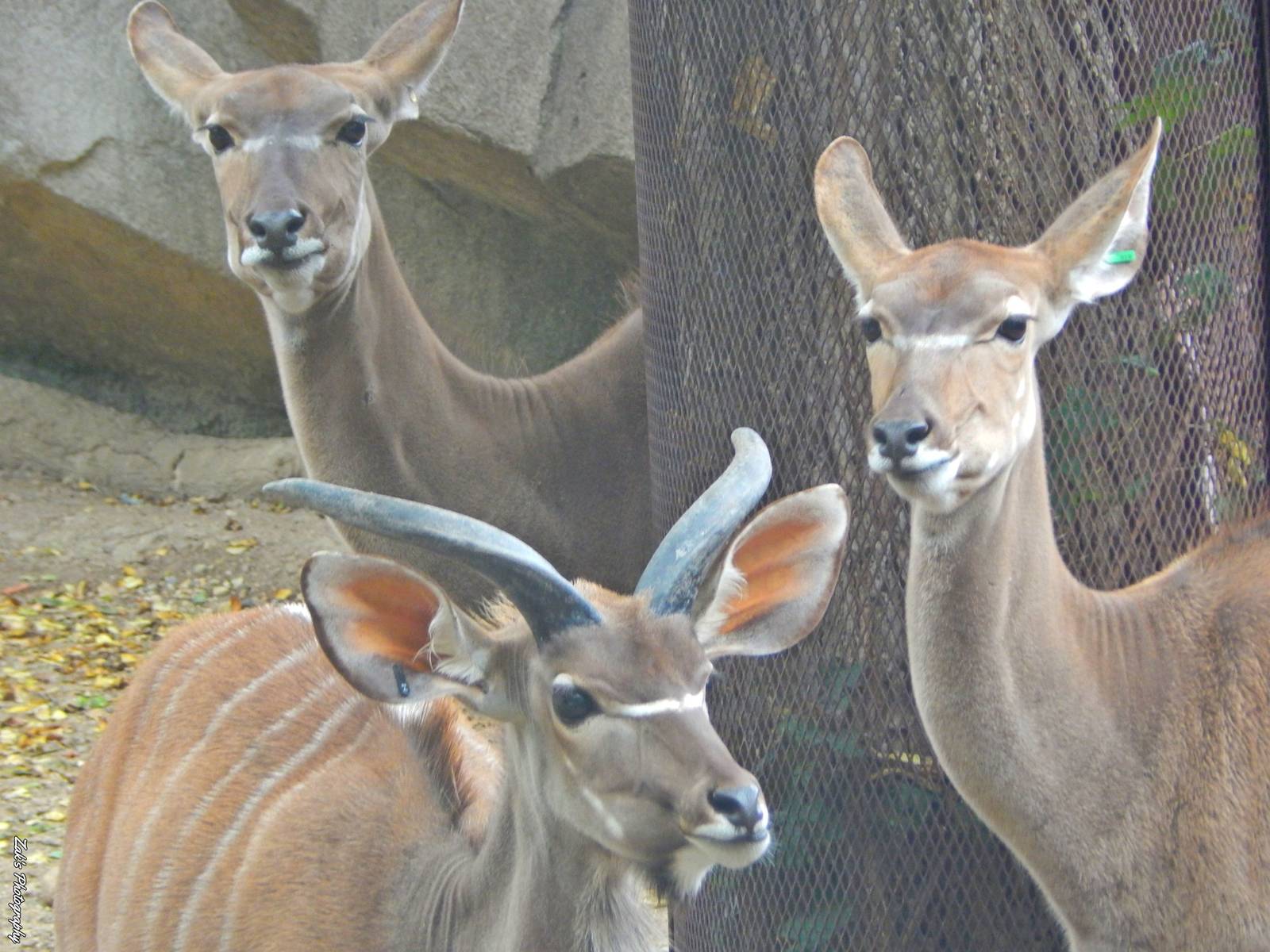 Oct. 2014 - Africa-Asia-South American - African Waterhole - Greater Kudu