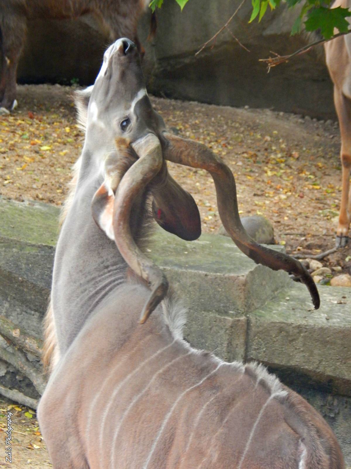 Oct. 2014 - Africa-Asia-South American - African Waterhole - Greater Kudu