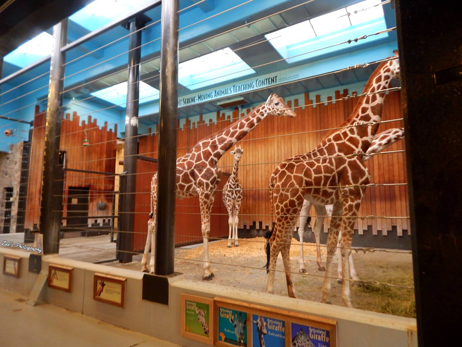 Oct. 2014 - Africa-Asia-South American - Indoor Giraffe Experience