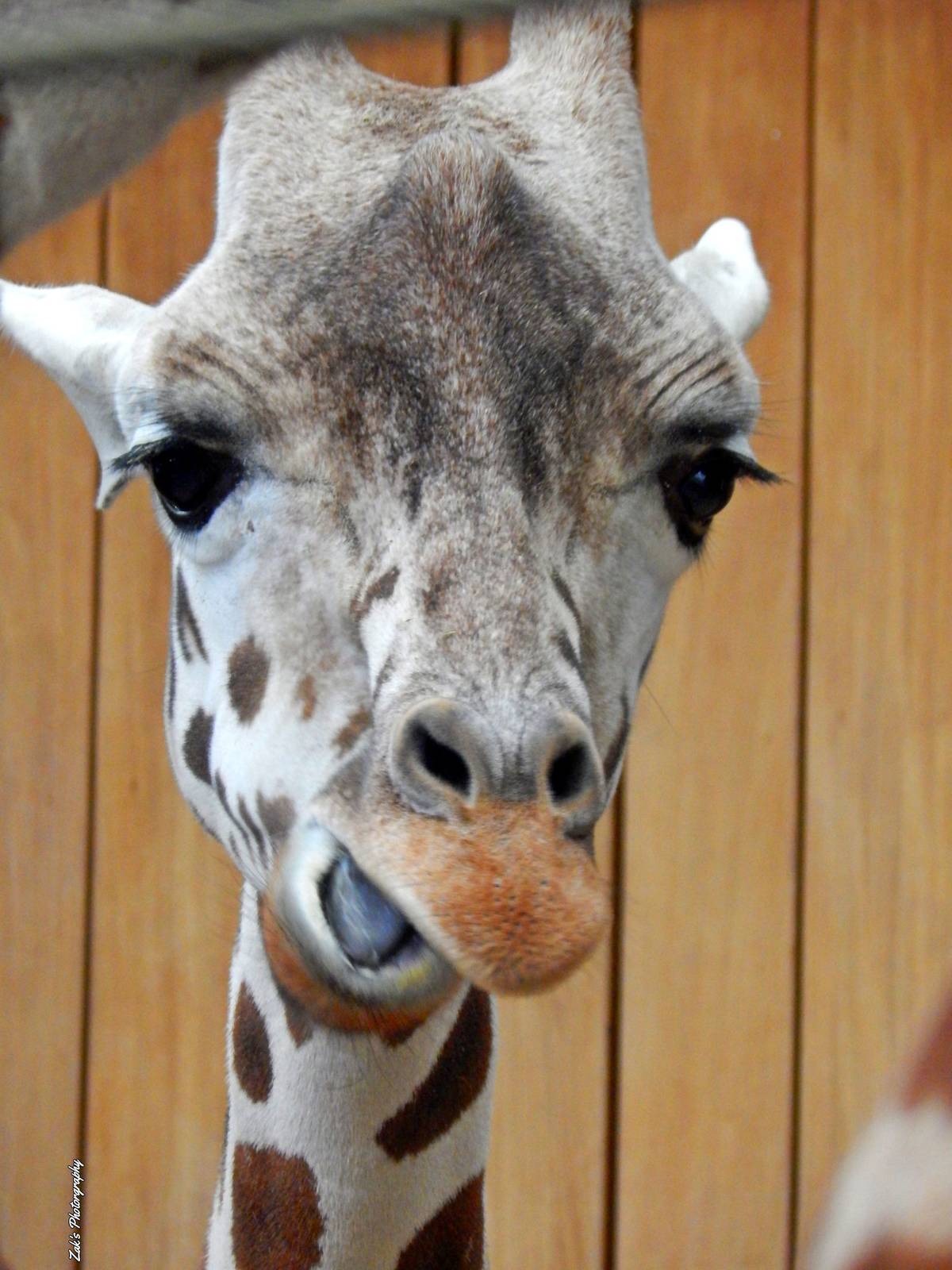 Oct. 2014 - Africa-Asia-South American - Rhana