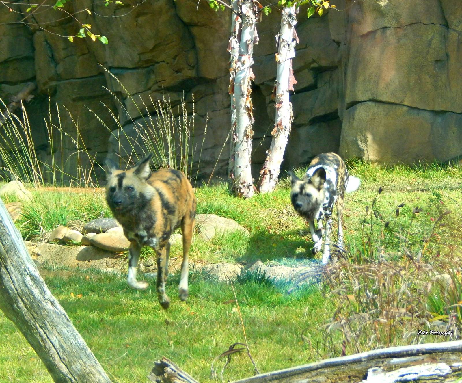 Oct. 2014 - Africa - Brahma + Imara Running