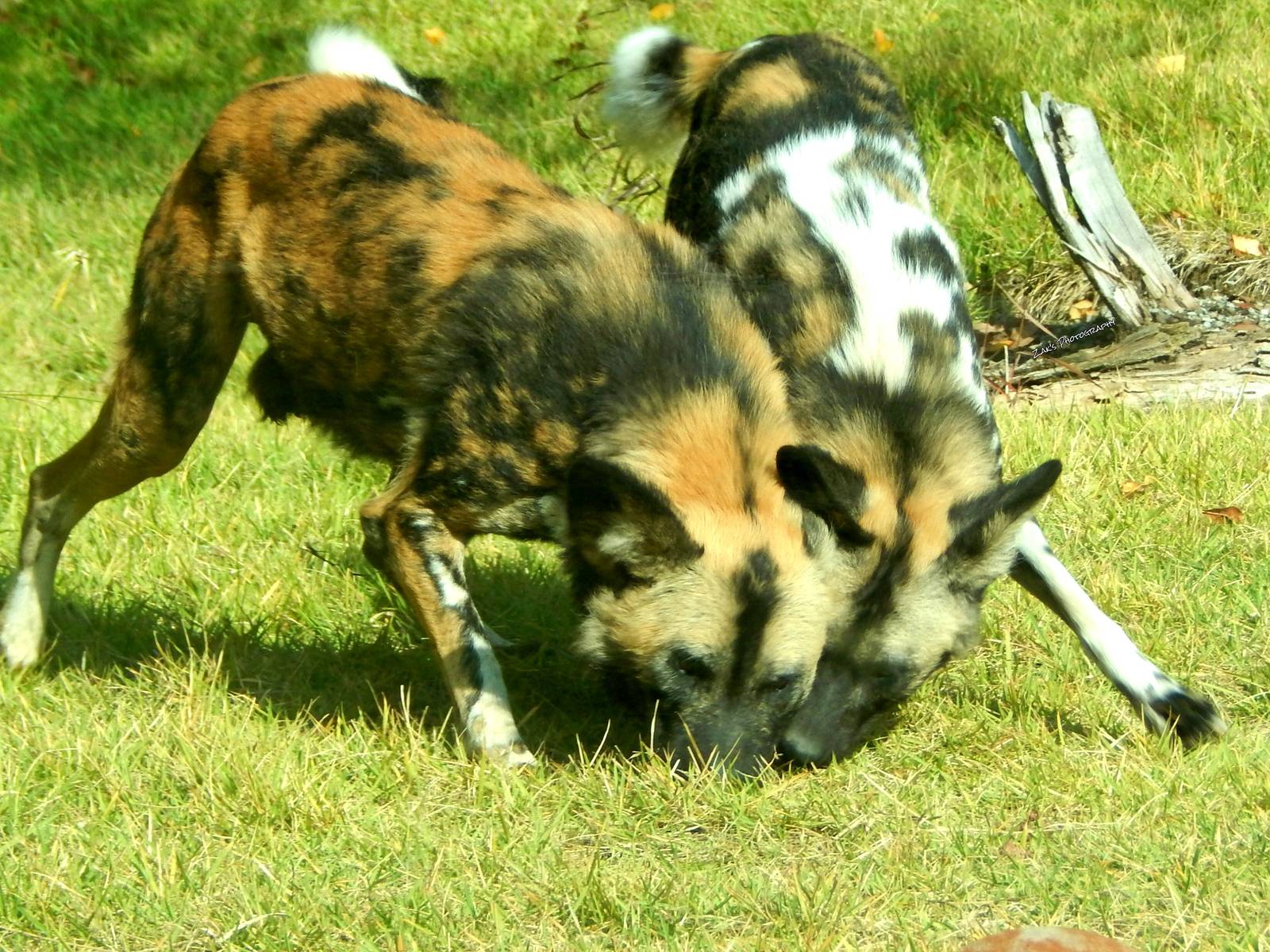 Oct. 2014 - Africa - Brahma + Imara