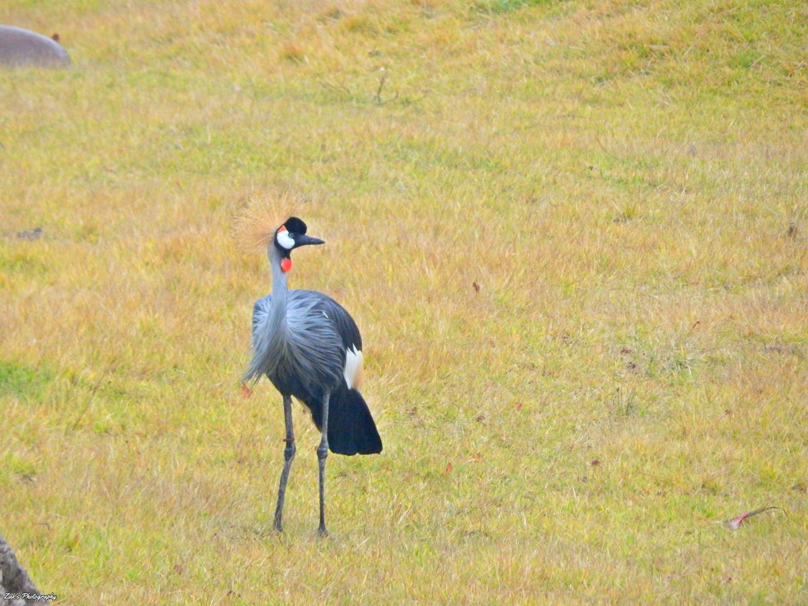 Oct. 2014 - Africa - Grey Crowned Crane