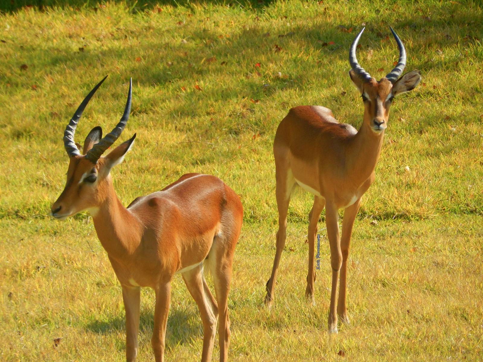 Oct. 2014 - Africa - Impala (New 2014!)