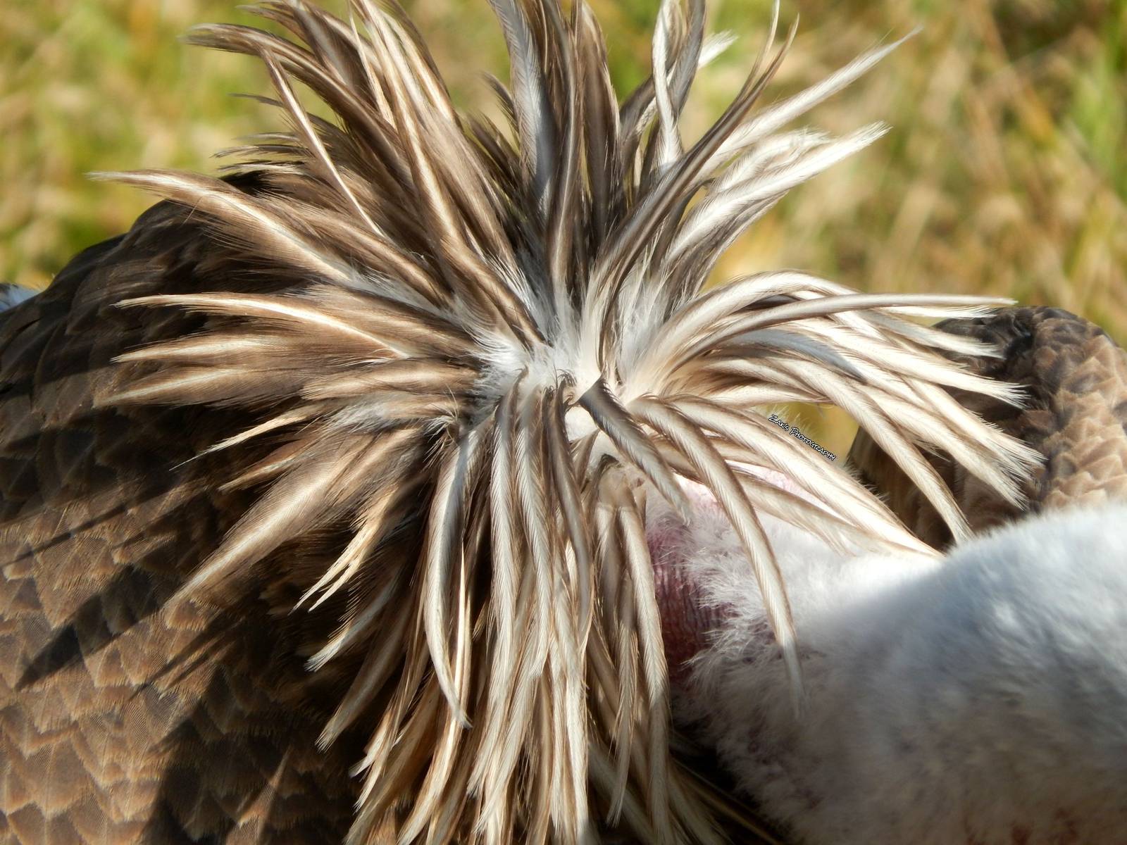 Oct. 2014 - Africa - Ruppell's Vulture