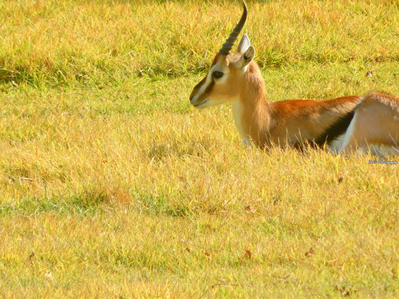 Oct. 2014 - Africa - Thomson's Gazelle (New 2014!)