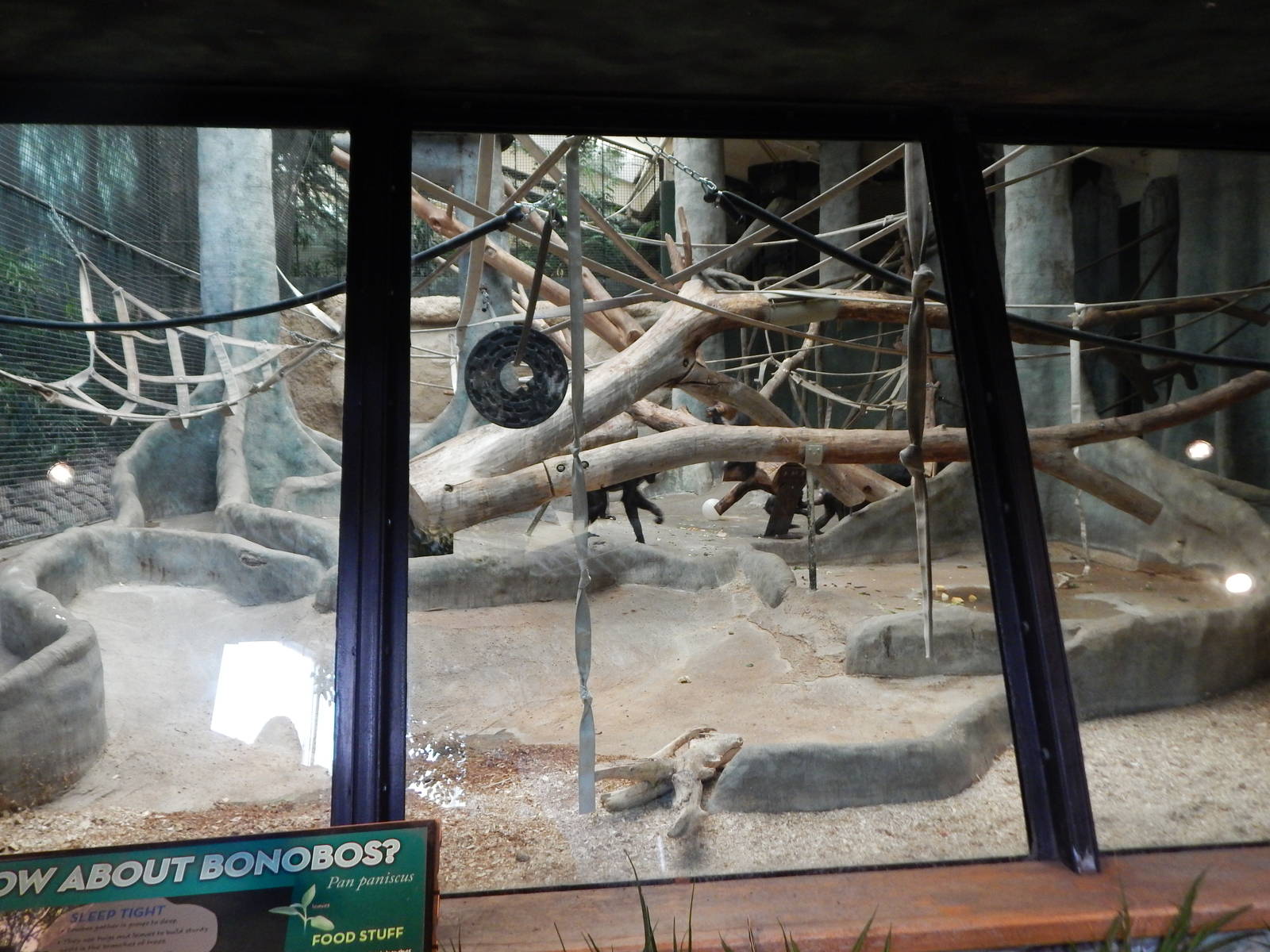 Oct. 2014 - Apes of Africa + Primates of the World - Bonobo Exhibit