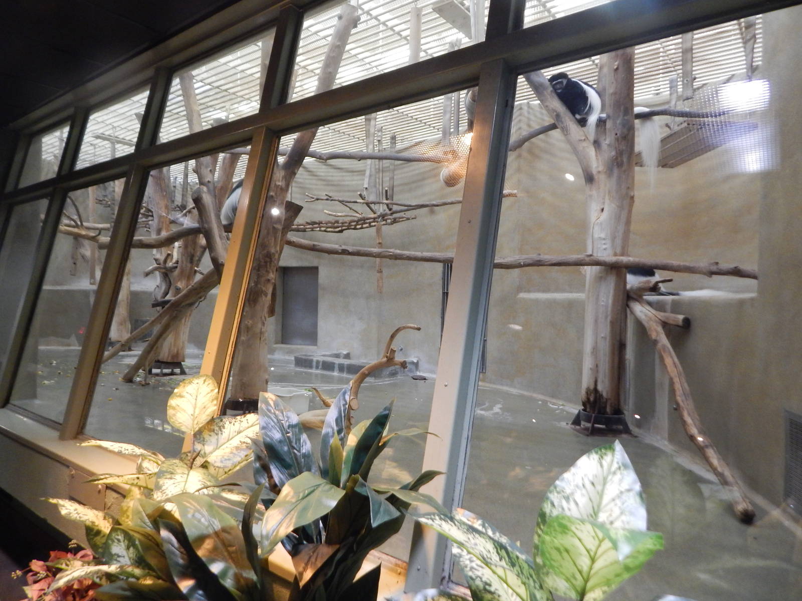 Oct. 2014 - Apes of Africa + Primates of the World - Colobus Monkey Exhibit