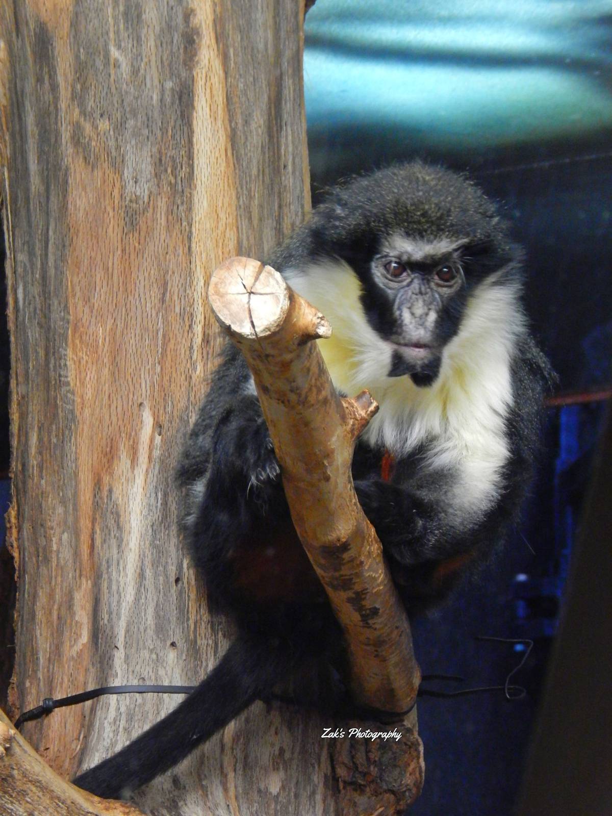 Oct. 2014 - Apes of Africa + Primates of the World - Diana Monkey