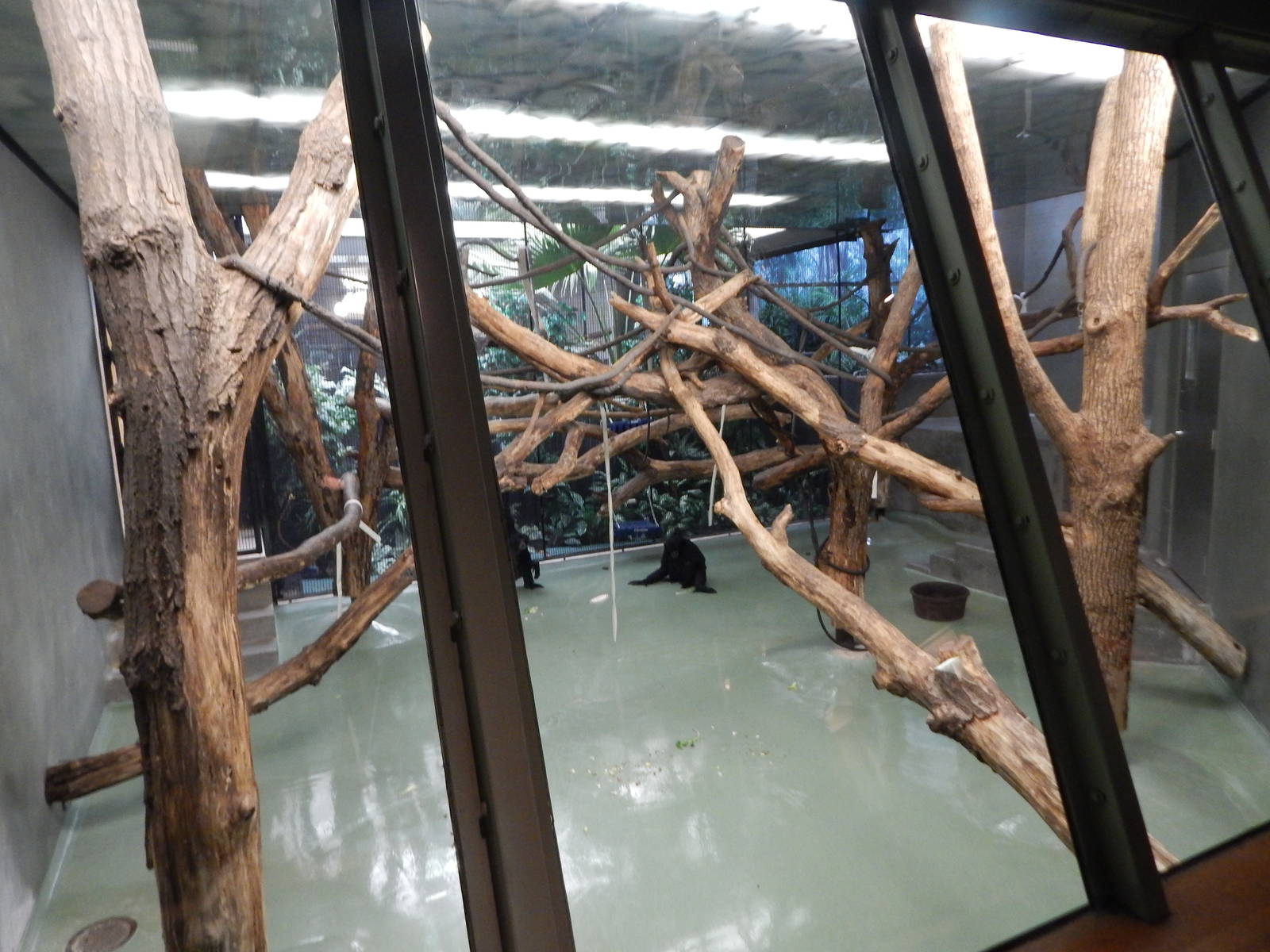 Oct. 2014 - Apes of Africa + Primates of the World - Siamang Indoor Exhibit