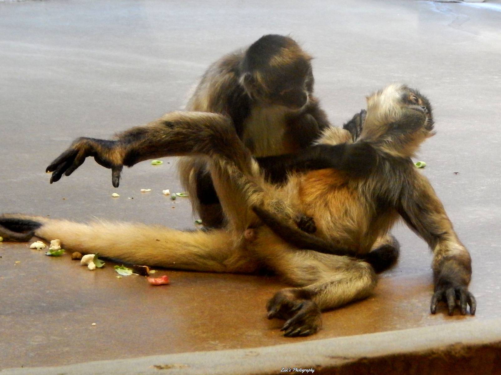 Oct. 2014 - Apes of Africa + Primates of the World - Tell My Wife.. I Love