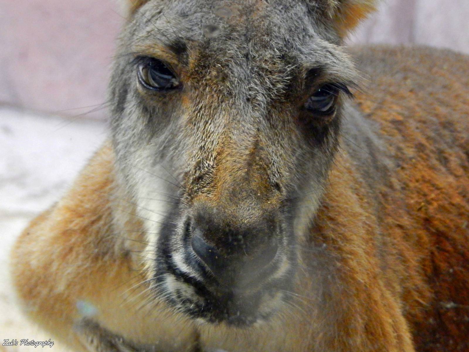 Oct. 2014 - Australia - Red Kangaroo Portait