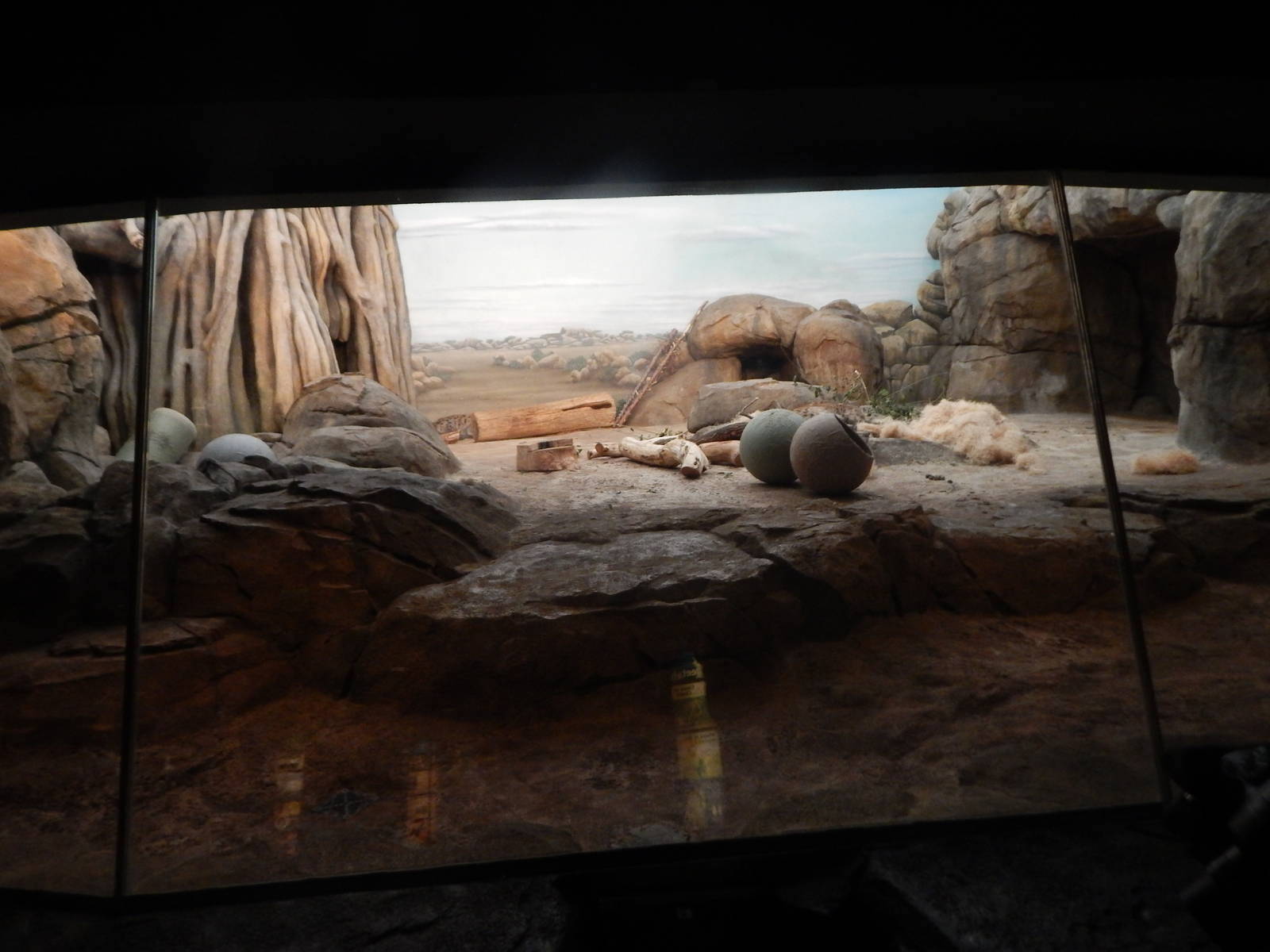 Oct. 2014 - Big Cat Country - Spotted Hyena/Lion Indoor Exhibit