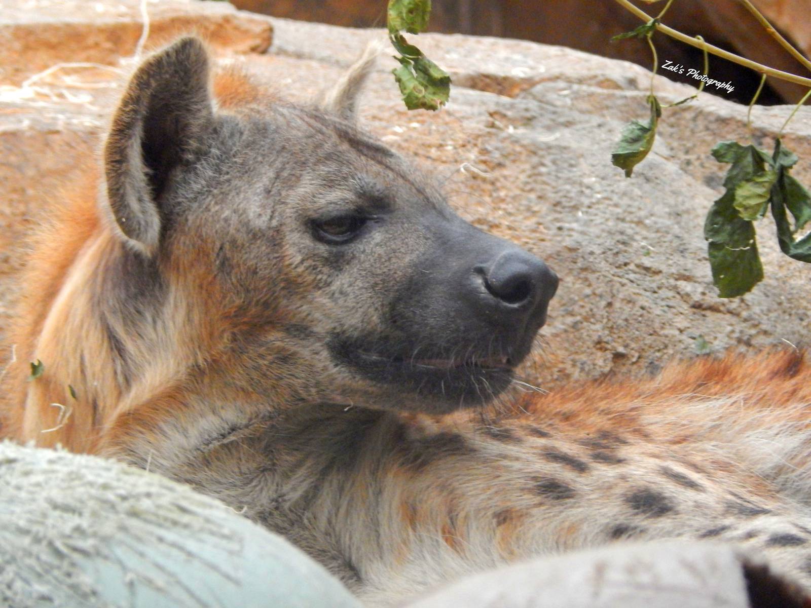 Oct. 2014 - Big Cat Country - Spotted Hyena