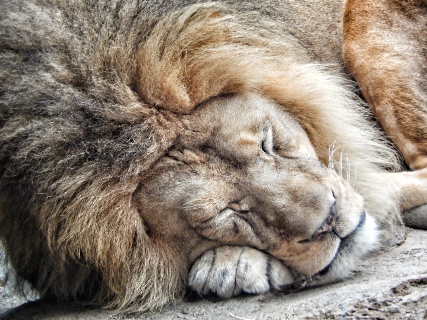 Oct. 2014 - Big Cat Country - The King Sleeps