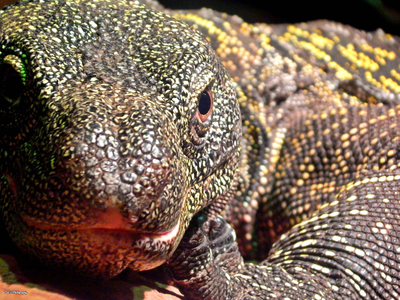 Oct. 2014 - Dragons! - Crocodile Monitor