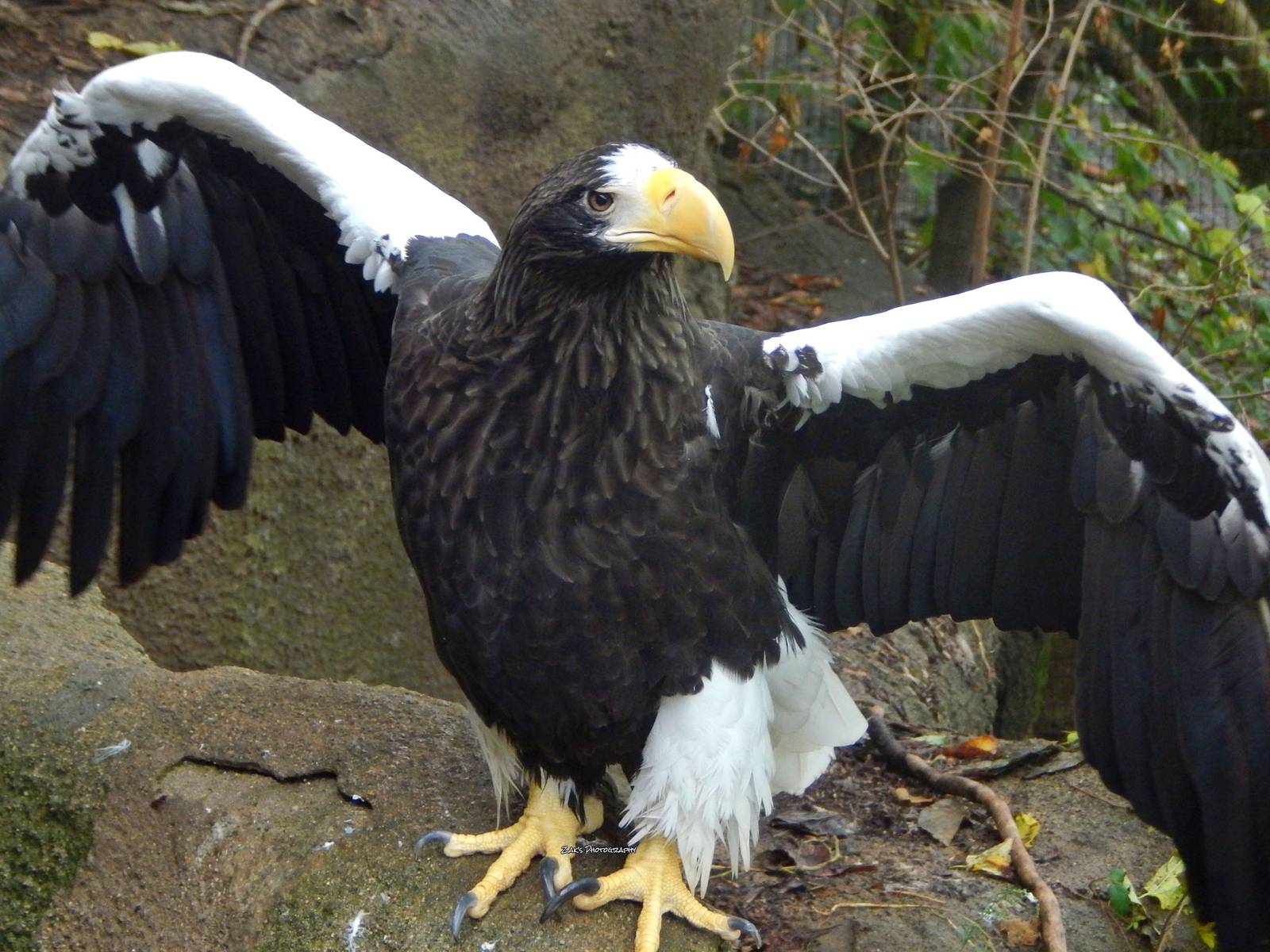 Oct. 2014 - Eagle Eyrie - Steller's Sea Eagle