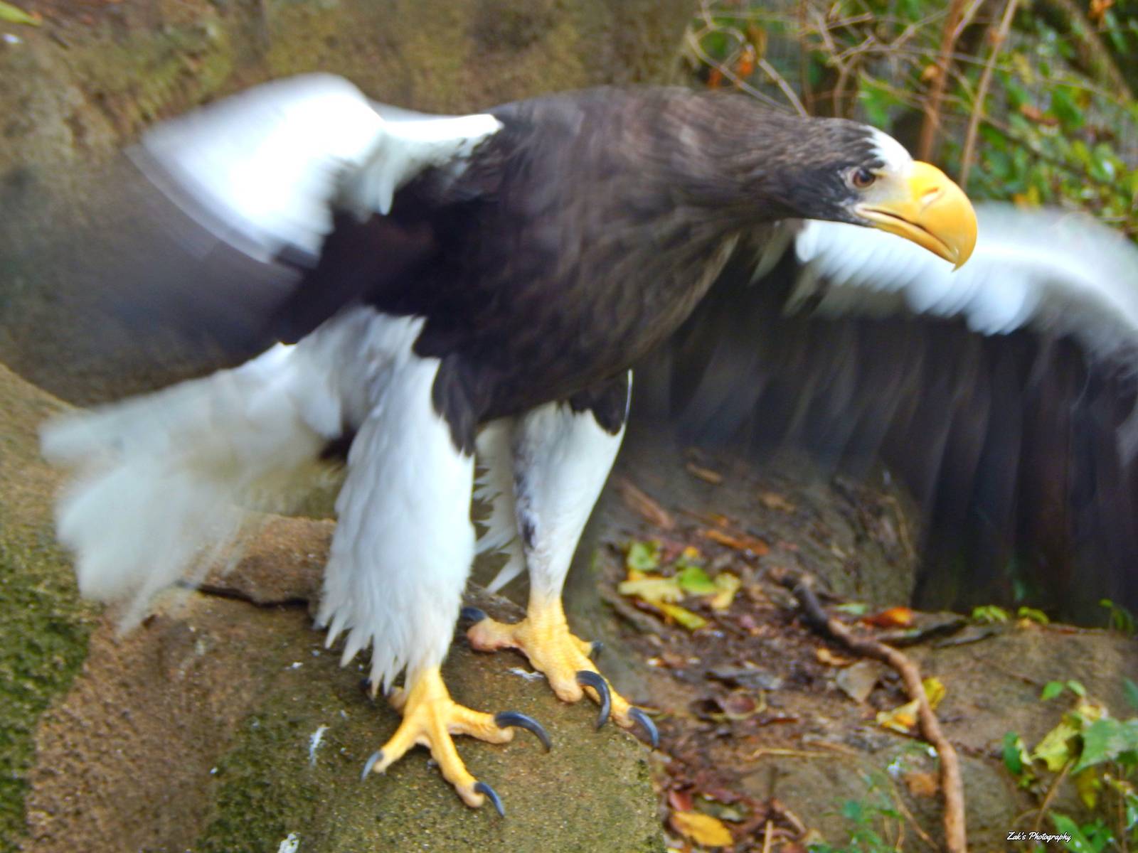 Oct. 2014 - Eagle Eyrie - Steller's Sea Eagle