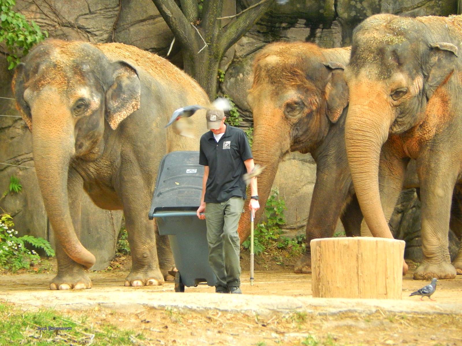 Oct. 2014 - Elephant Reserve - Schottzie, Jati, and My Thai