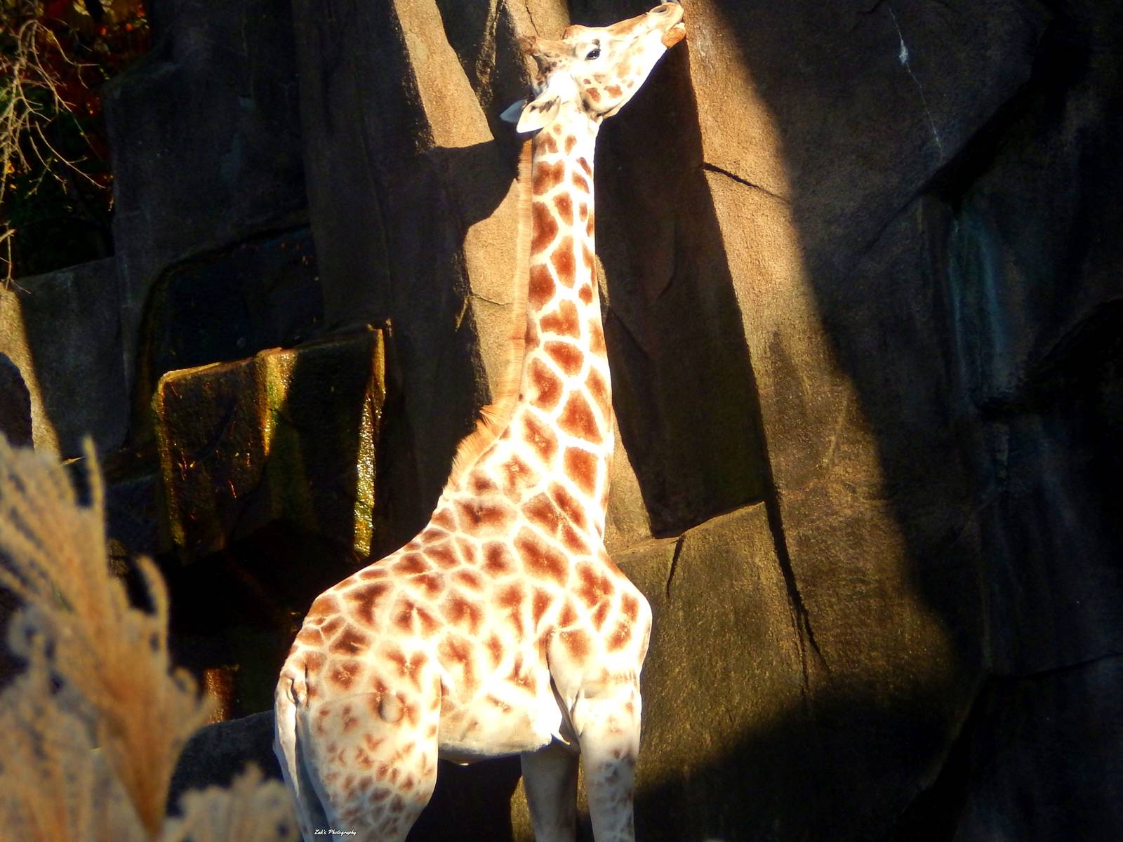 Oct. 2014 - Giraffe Experience - Rhana (Rare Coat)