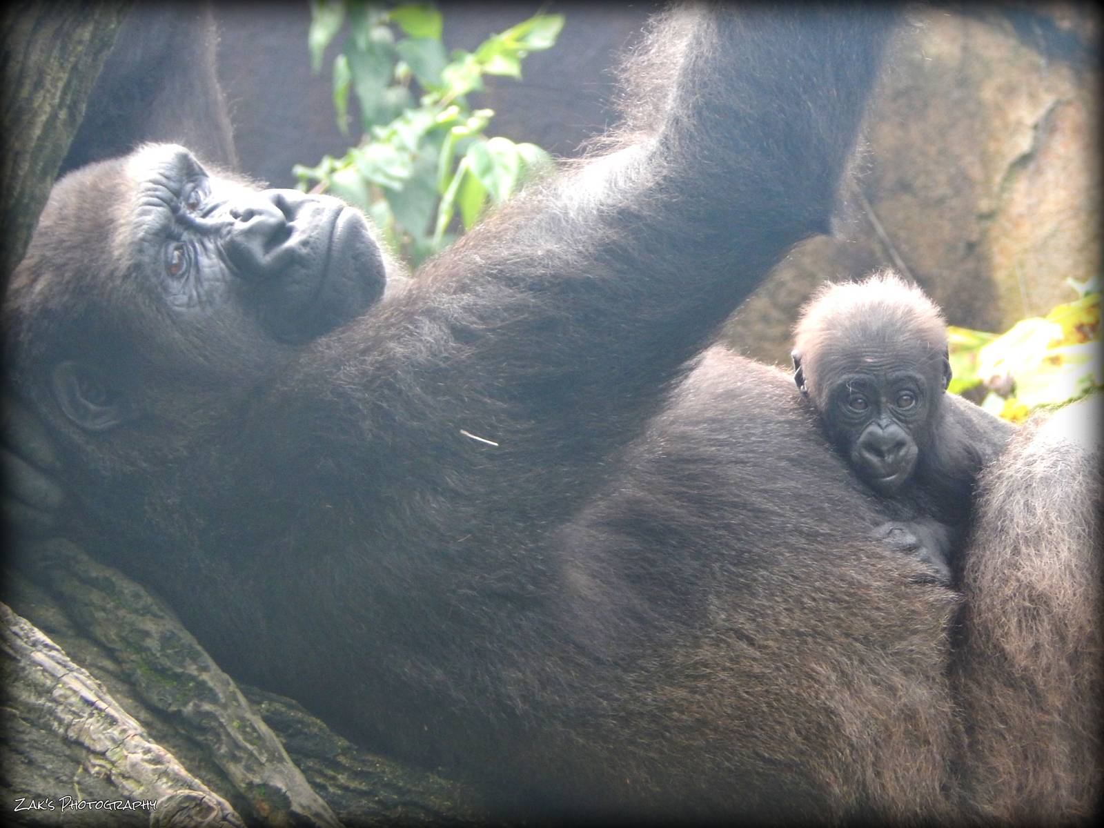 Oct. 2014 - Gorilla World - Asha + Baby Mondika