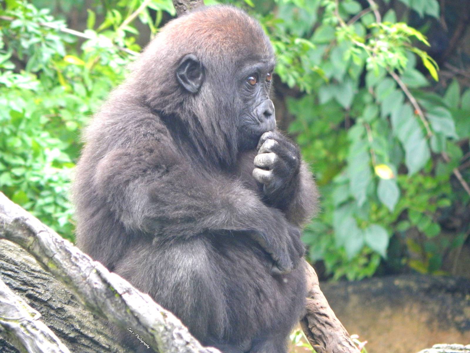 Oct. 2014 - Gorilla World - Gladys