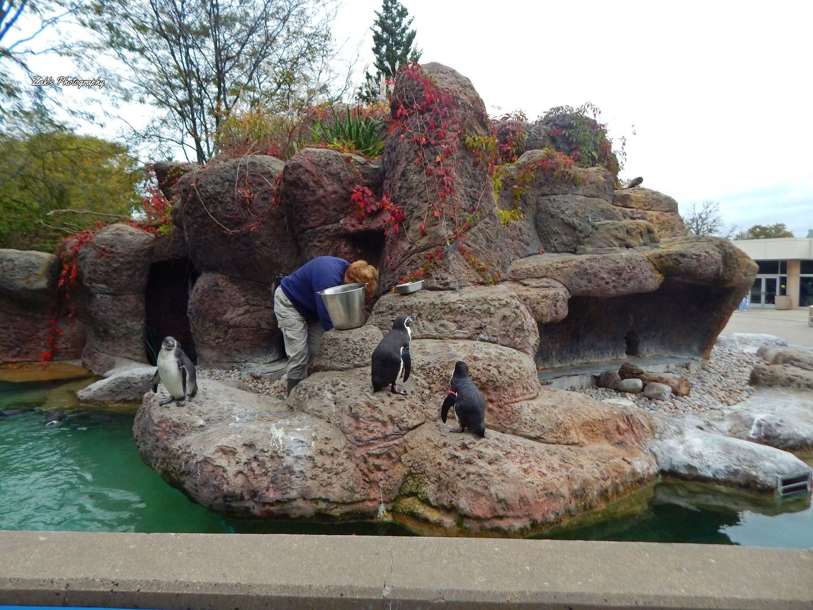 Oct. 2014 - Humboldt Penguin Feeding
