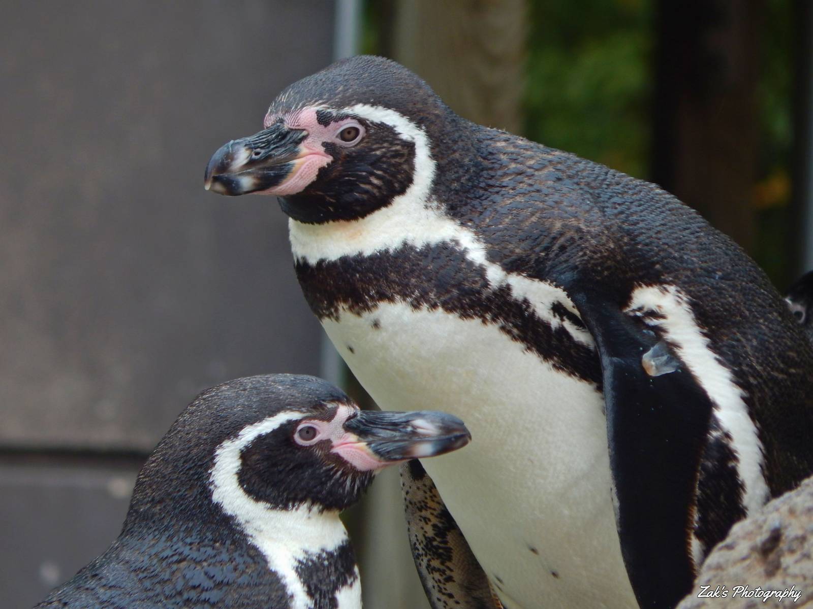 Oct. 2014 - Humboldt Penguins