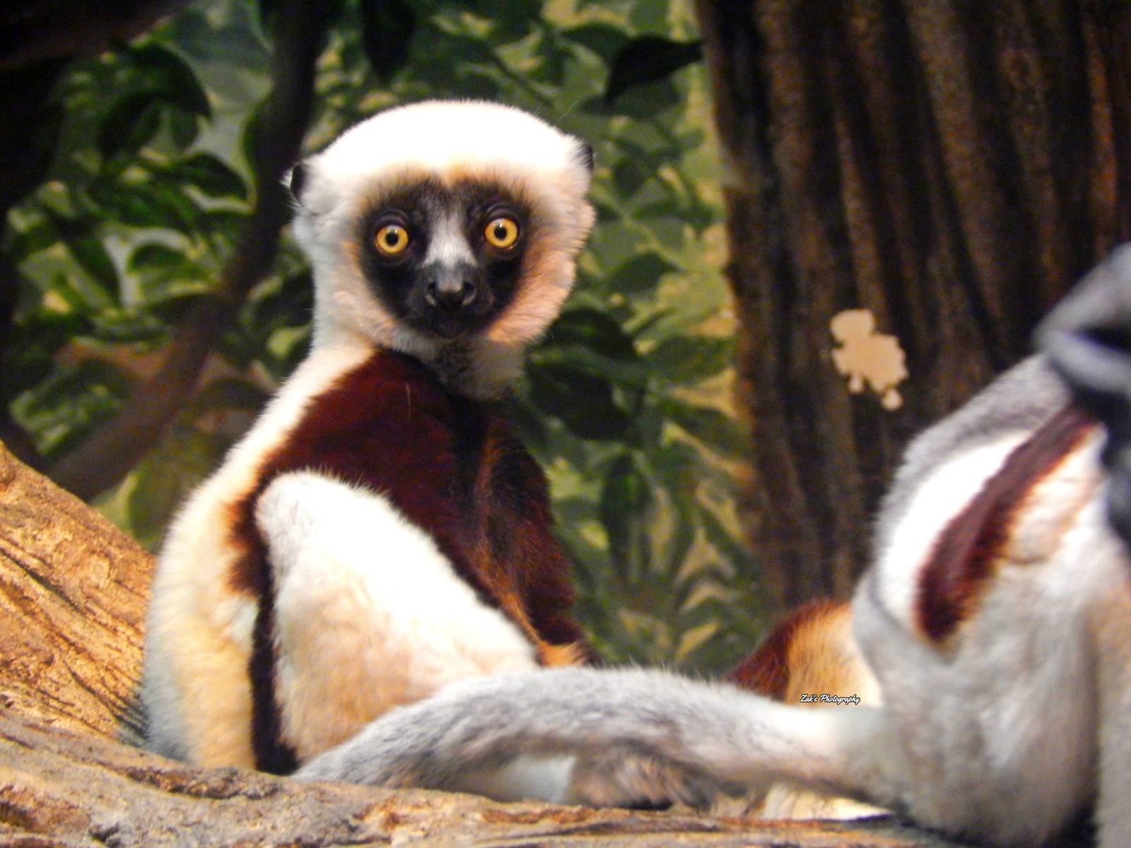 Oct. 2014 - Jungle Trails - Andre