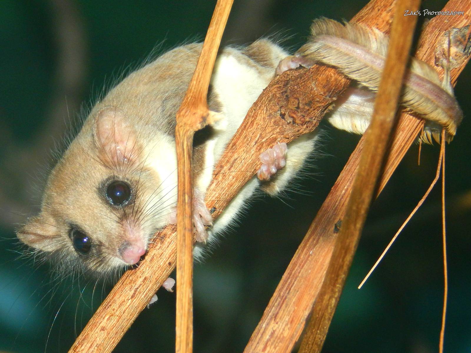 Oct. 2014 - Jungle Trails - Feather-tail Glider