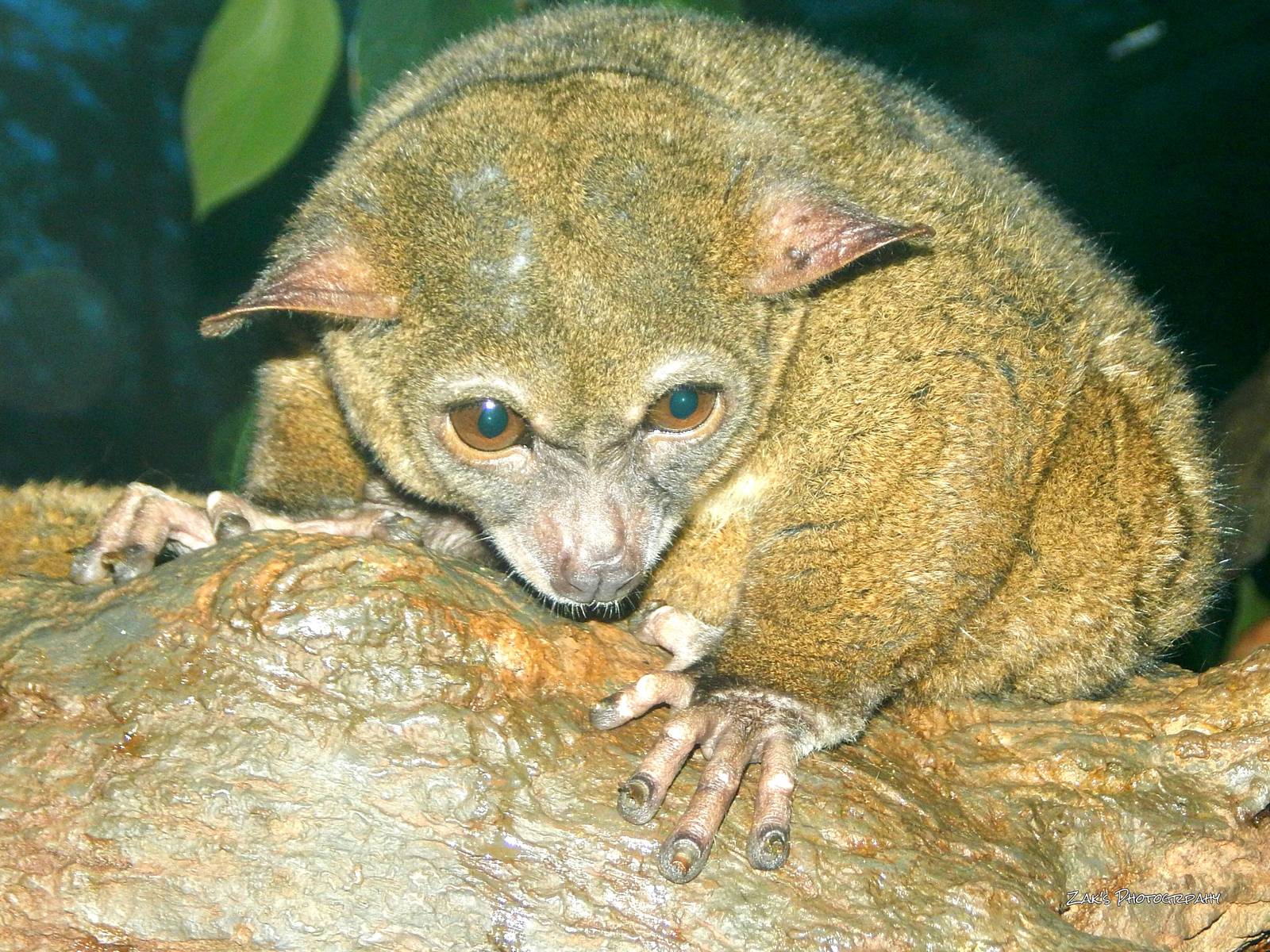 Oct. 2014 - Jungle Trails - Greater Bushbaby