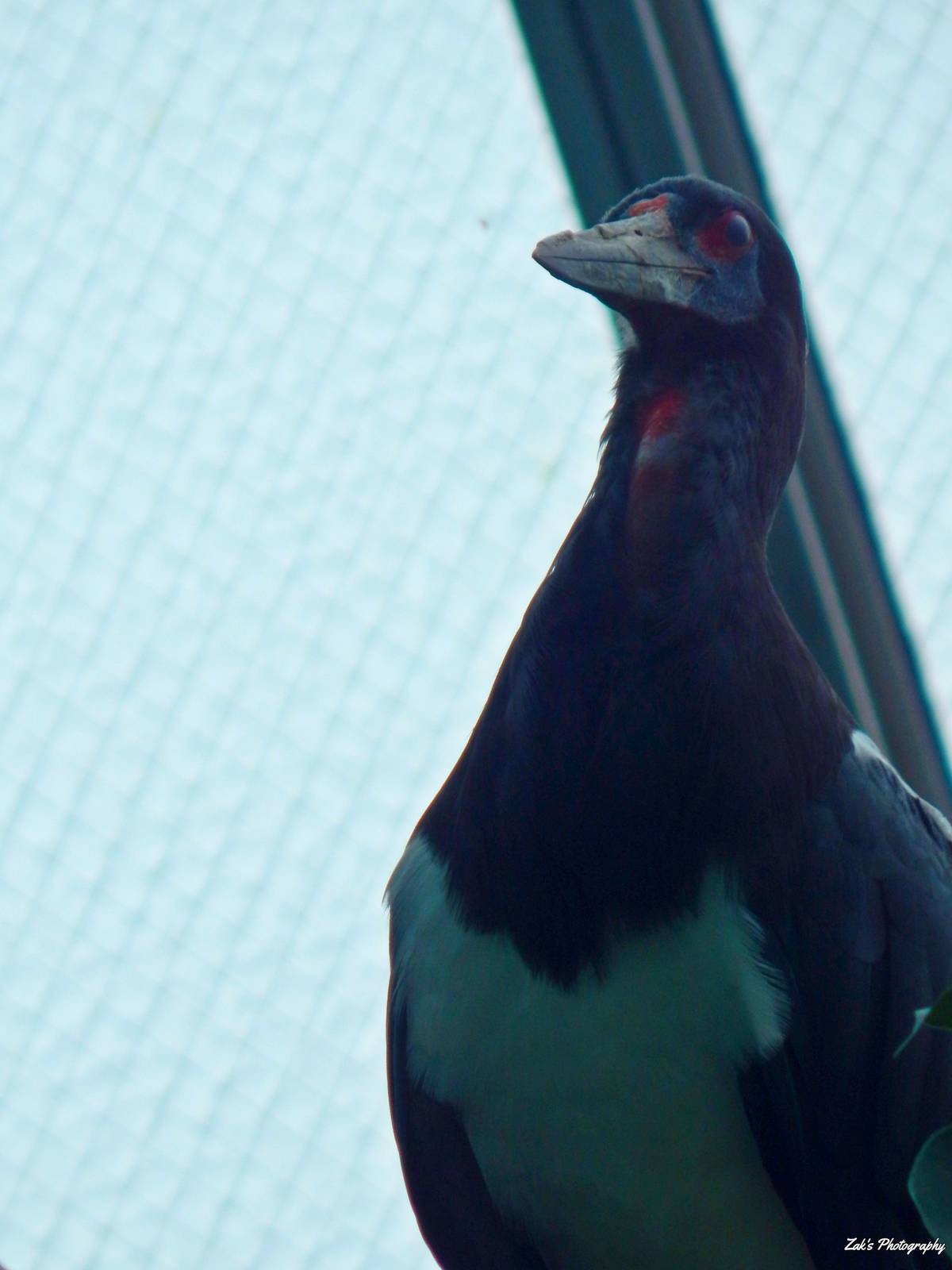 Oct. 2014 - Mahler Family Aviary - Abdim's Stork