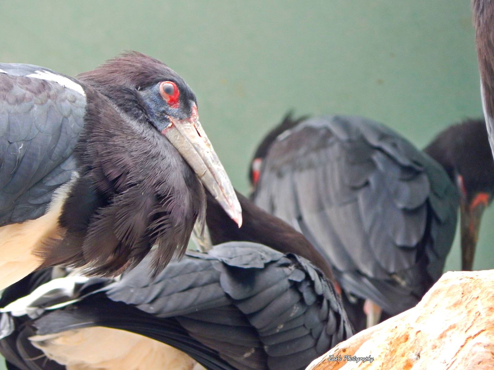 Oct. 2014 - Mahler Family Aviary - Abdim's Stork