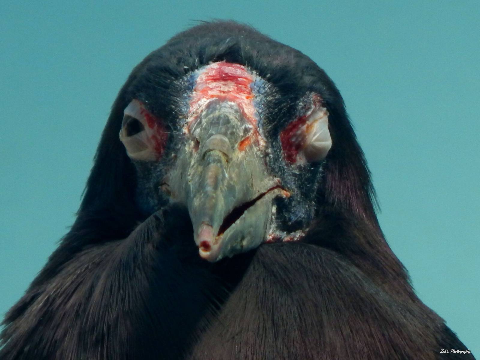 Oct. 2014 - Mahler Family Aviary - Abdim's Stork