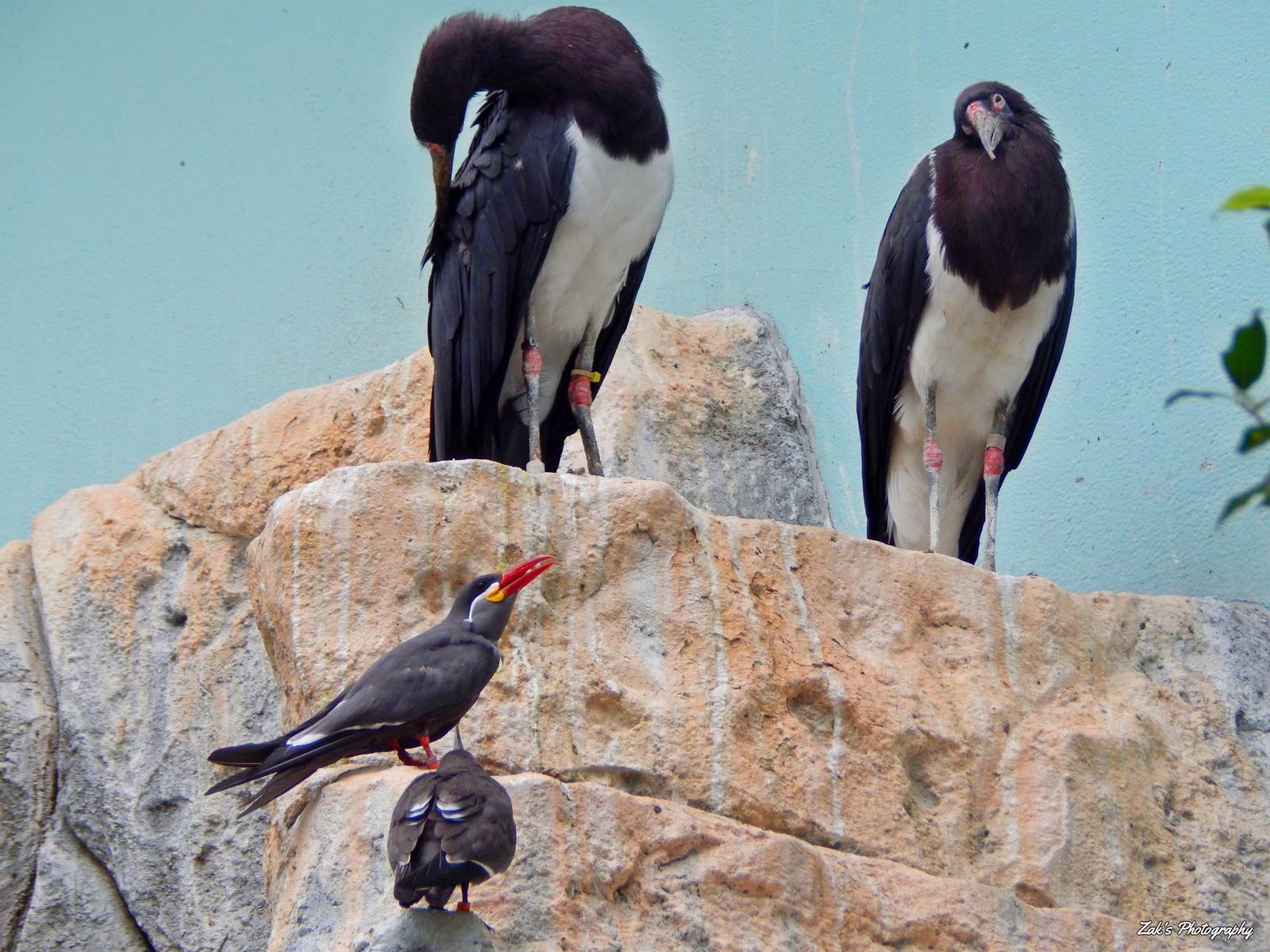 Oct. 2014 - Mahler Family Aviary - Abdim's Storks + Incan Terns