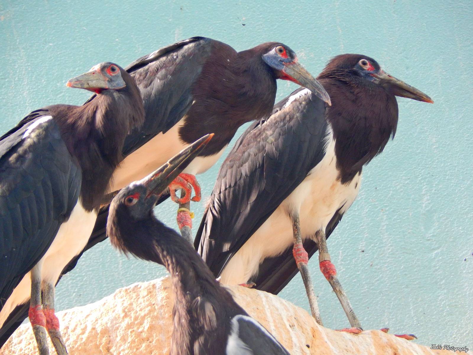 Oct. 2014 - Mahler Family Aviary - Abdims Storks