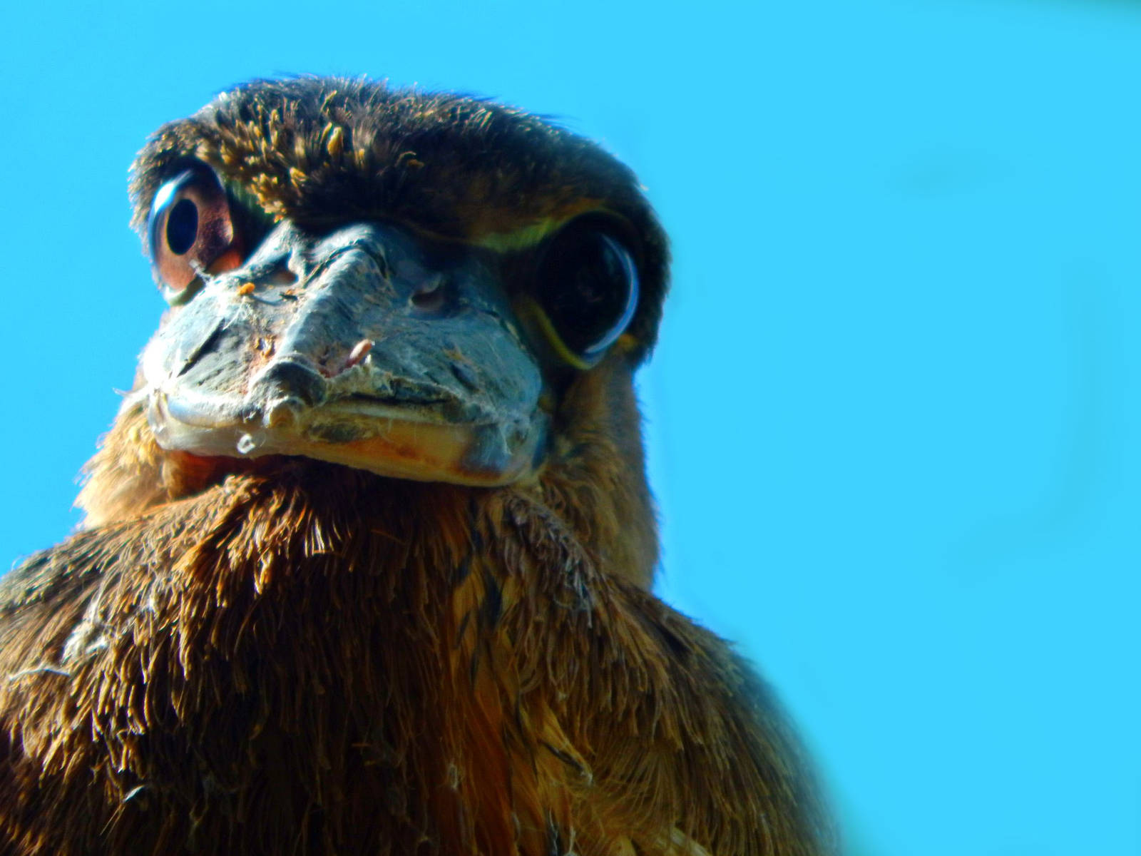 Oct. 2014 - Mahler Family Aviary - Boat-billed Heron