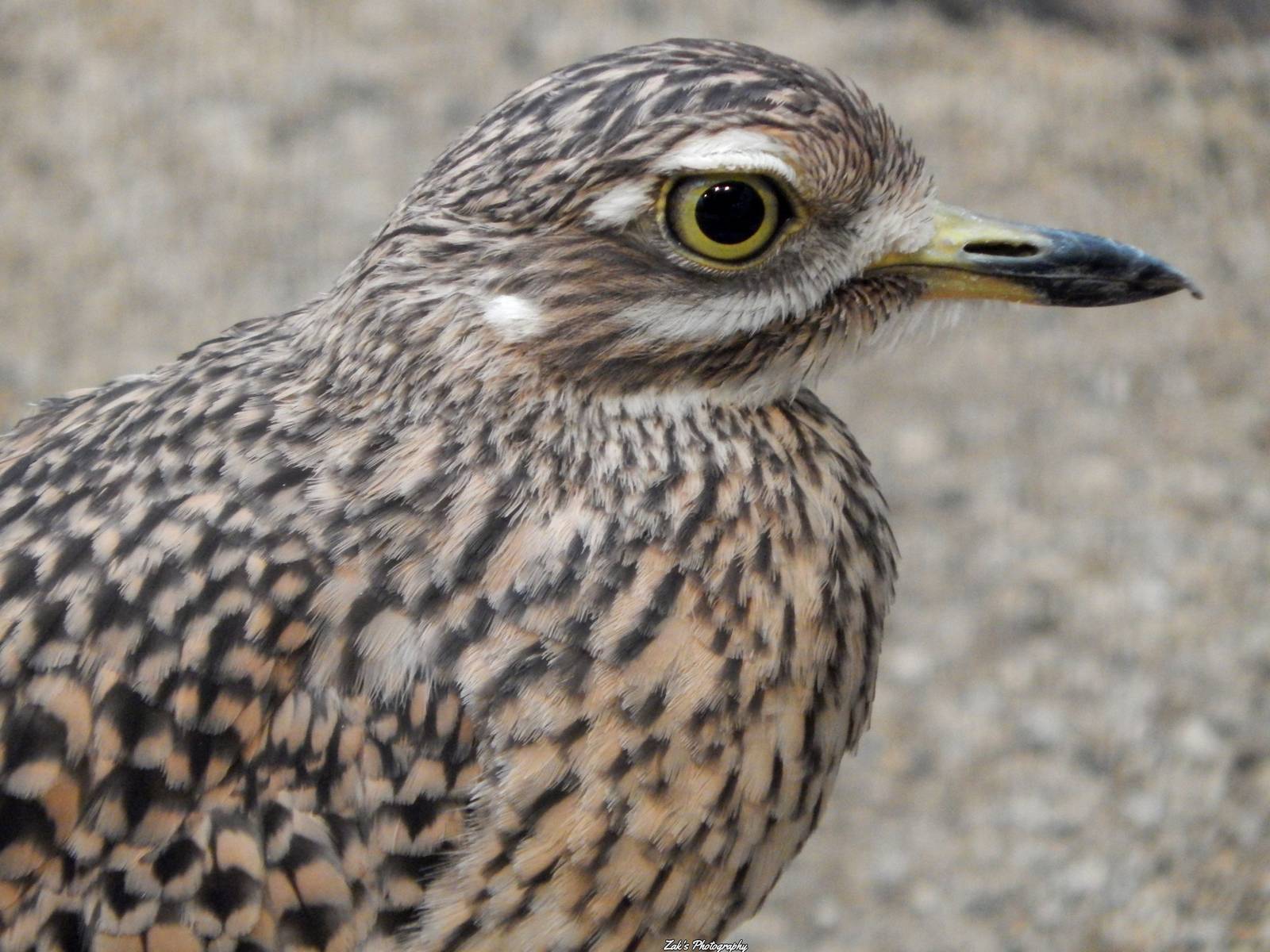Oct. 2014 - Mahler Family Aviary - Cape Thick Knee