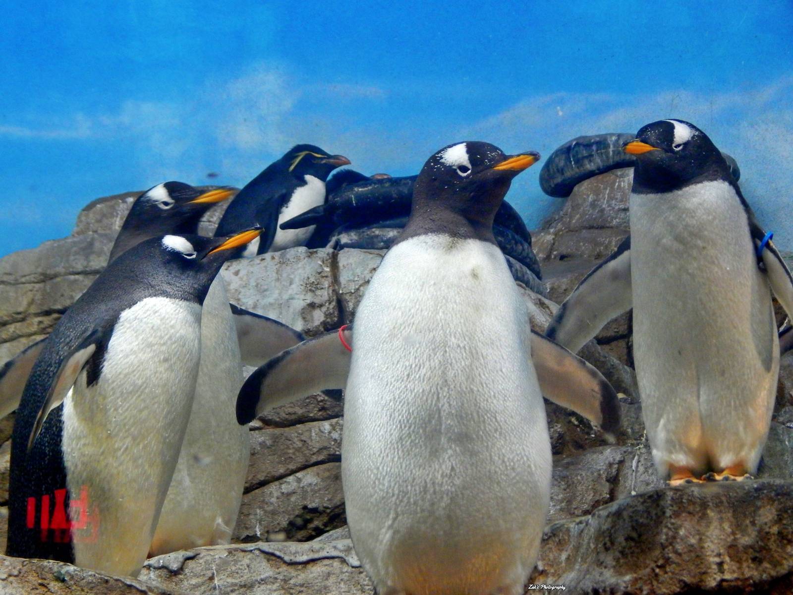 Oct. 2014 - Mahler Family Aviary - Gentoo Penguins