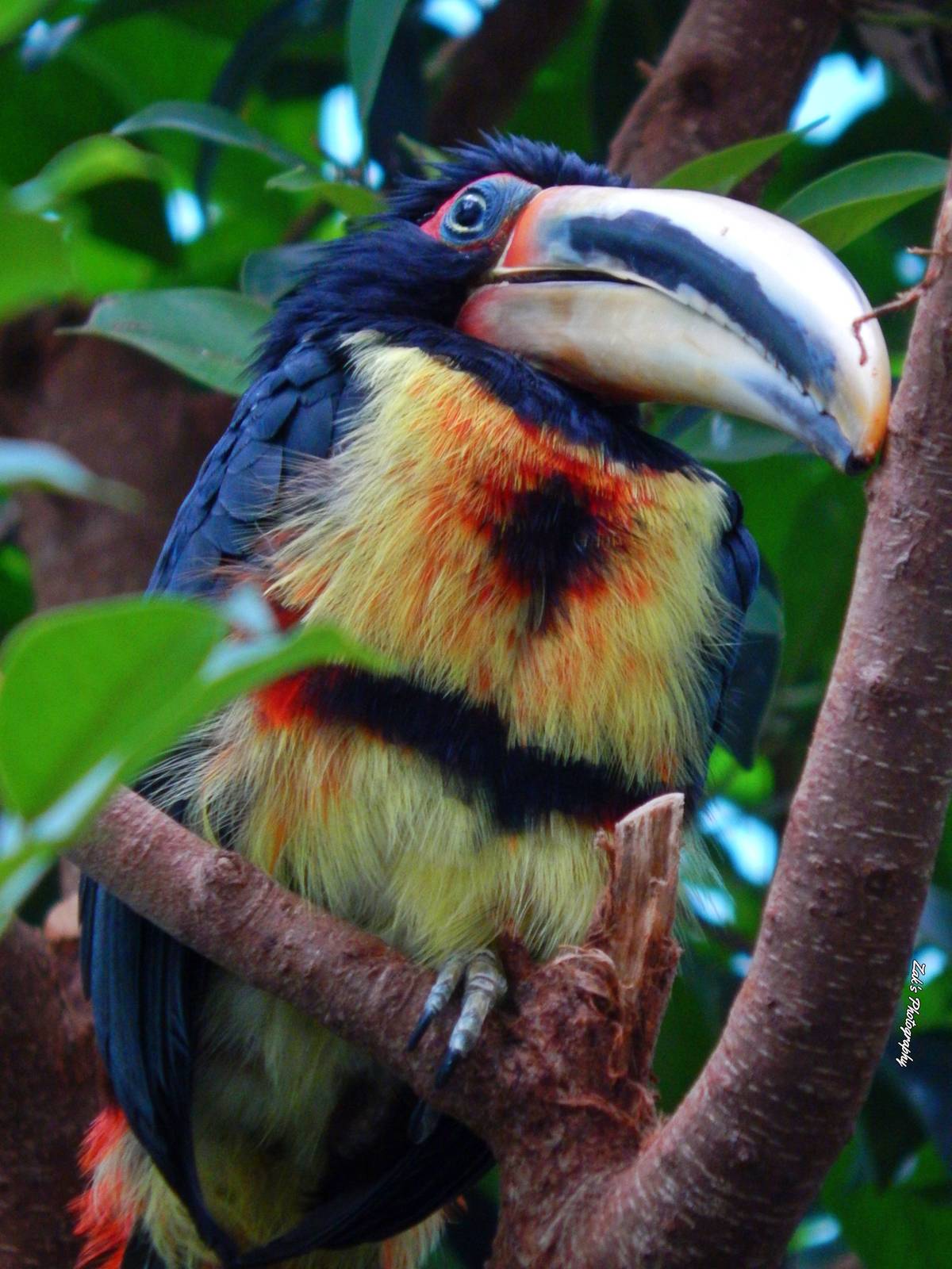 Oct. 2014 - Mahler Family Aviary - Green Aracari