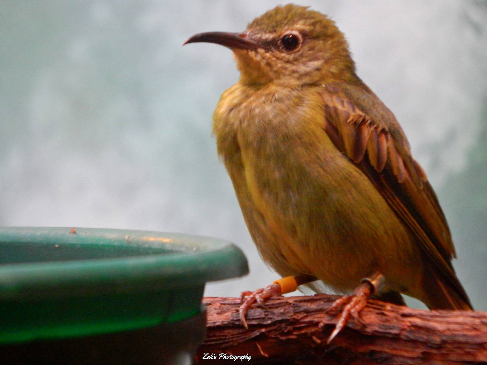 Oct. 2014 - Mahler Family Aviary - Jewel Box Exhibit - Red-legged Honeycree