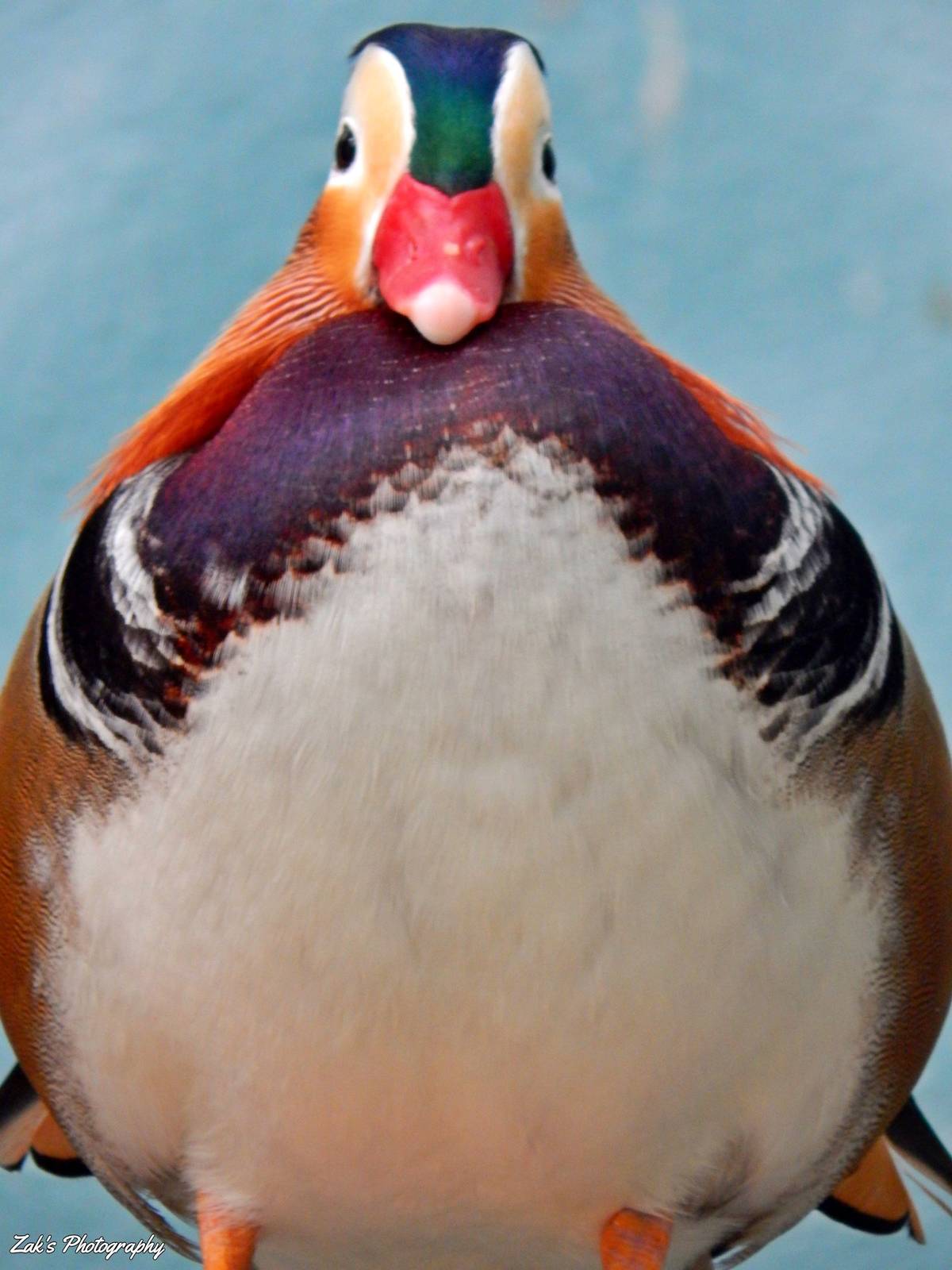 Oct. 2014 - Mahler Family Aviary - Mandarin Duck