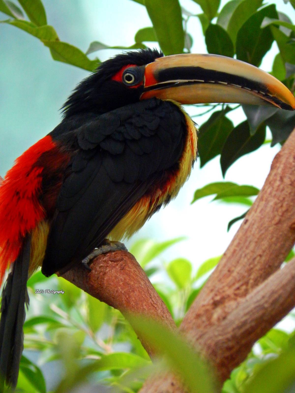 Oct. 2014 - Mahler Family Aviary - Pale-mandibled Aracari