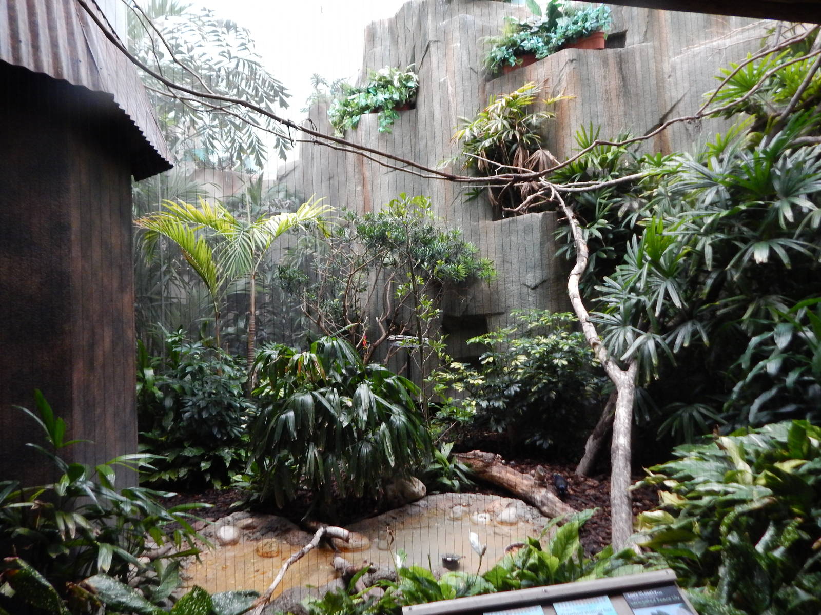 Oct. 2014 - Mahler Family Aviary - Plush-crested Jay + White-faced Whistlin